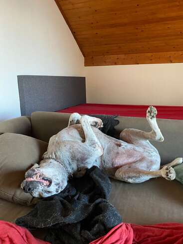 Um cachorro grande está deitado de barriga para cima no sofá, parecendo relaxado e satisfeito. A sala tem teto de madeira, um cobertor vermelho e um ambiente aconchegante.
