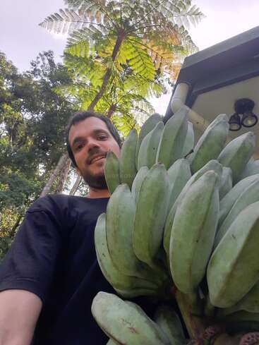 Um homem está ao ar livre, segurando um grande cacho de bananas verdes. Árvores altas e samambaias se erguem acima dele. O céu está parcialmente nublado e a luz natural ilumina tudo.