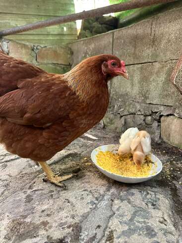 A brown hen stands protectively beside two yellow chicks eating feed from a white bowl, set on a stone surface inside a rustic, enclosed area.