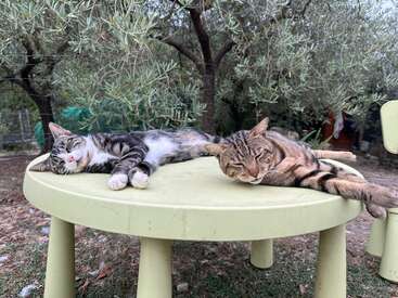 Two cats are peacefully sleeping on a round, pale green table outdoors, surrounded by trees and nature, creating a serene and relaxing atmosphere.