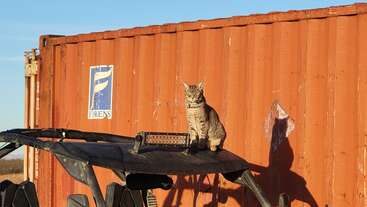 Um bobcat está sentado com ar confiante em cima de um veículo, em frente a um grande contêiner laranja, aproveitando o sol num dia claro.