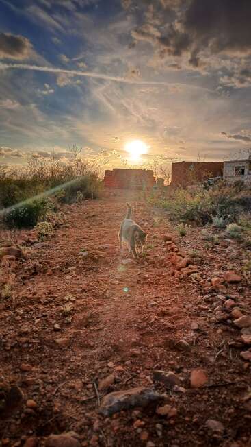 Um gato caminha por um caminho de terra e pedras ao pôr do sol. O céu está espetacular, com nuvens e raios de sol. A natureza está por toda parte, com arbustos e edifícios distantes à vista.