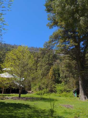 A peaceful, lush green landscape filled with trees under a clear blue sky. A small wooden house and shed are nestled amongst the vibrant, sunlit foliage.