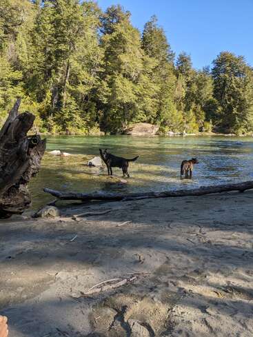Two dogs stand in a shallow, clear river surrounded by lush green forest. A sandy riverbank with driftwood and tree roots is visible in the foreground.