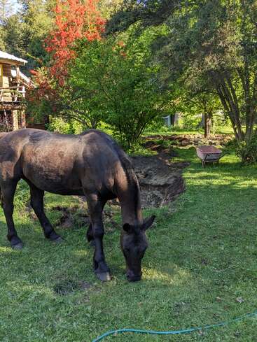 Un cheval brun foncé broute l'herbe verte dans un jardin ensoleillé, entouré d'arbres et de plantes aux couleurs vives. Une brouette repose à proximité, complétant la scène paisible.