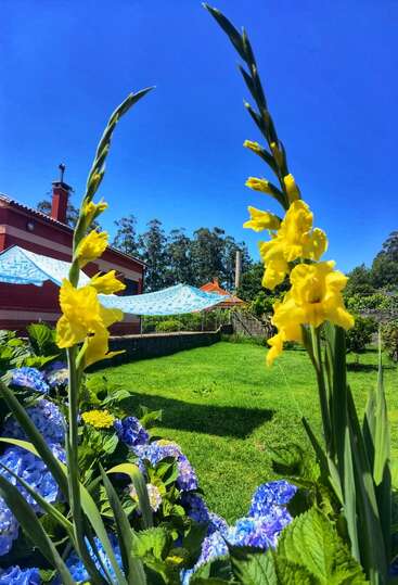 Leuchtend gelbe Gladiolen und blaue Hortensien blühen in einem sonnenbeschienenen Garten. Ein rotes Haus, blauer Himmel und weiße Vordächer schaffen eine fröhliche, lebendige Szene im Freien.