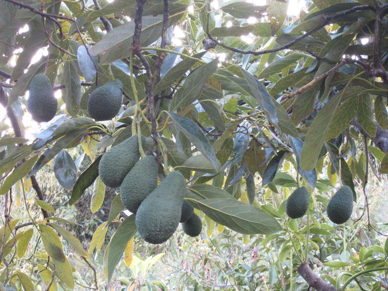 Help On An Organic Farm Near Frigiliana Spain