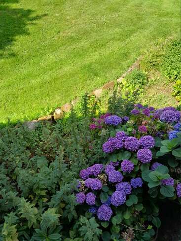 A lush garden scene featuring vibrant purple hydrangeas in bloom, surrounded by green foliage. In the background, a well-kept grassy lawn is visible. Peaceful.