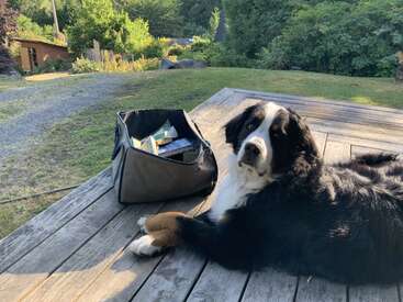 Un grand chien noir et blanc se prélasse sur une terrasse en bois à côté d'un sac isotherme souple. La scène se déroule en plein air, entourée d'herbe verte et d'arbres.