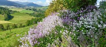 Uma encosta repleta de flores silvestres florescendo em tons de branco, lavanda e rosa. Campos verdes ondulados e montanhas azuis distantes criam um cenário tranquilo e cênico.