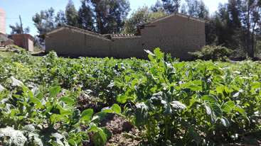 La imagen representa un campo de plantas verdes, probablemente patatas, con algunos árboles al fondo, sobre un cielo despejado, evocando una sensación de crecimiento y abundancia.