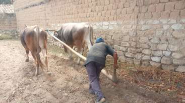 Una persona utiliza una yunta de bueyes para tirar de un arado, probablemente con fines agrícolas, con los bueyes colocados delante de un campo. La escena está ambientada en una zona rural.