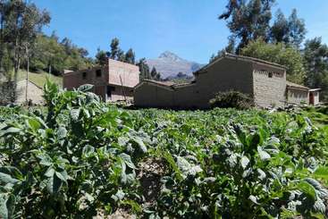 La imagen muestra un campo con hileras de plantas verdes, probablemente cultivos, y algunos árboles al fondo, en un cielo despejado. La escena es serena y natural.