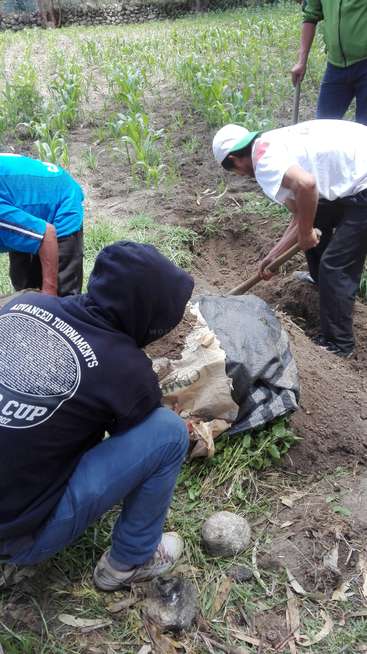 La imagen muestra a tres hombres trabajando en un campo, uno cavando y los otros ayudando, rodeados de plantas verdes y un muro de piedra al fondo.