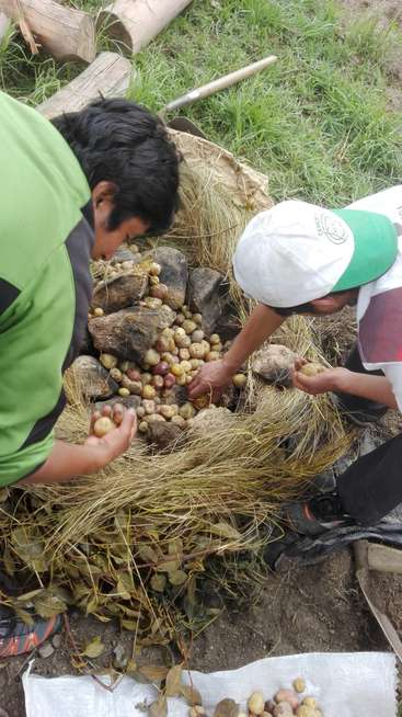 Dos hombres clasifican patatas en el suelo, rodeados de piedras y hierba, en un entorno al aire libre. Ambos llevan ropa informal.
