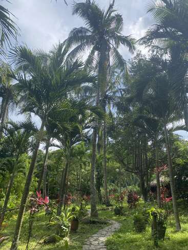 Hohe Palmen ragen über einen gewundenen Steinweg. Üppiges grünes Laub und lebhafte tropische Pflanzen schaffen einen ruhigen, sonnenbeschienenen Garten unter einem teilweise bewölkten Himmel.
