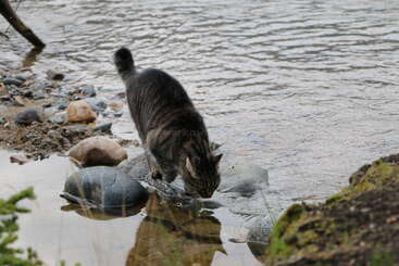 A tabby cat is drinking water from the edge of a river or stream, surrounded by rocks and natural scenery, creating a peaceful outdoor scene.