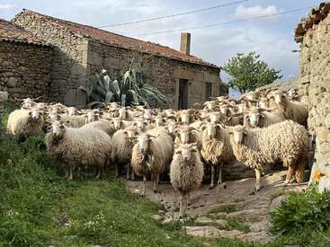 A large flock of sheep stands closely together on a rocky path between rustic stone buildings, surrounded by greenery under a partly cloudy sky.
