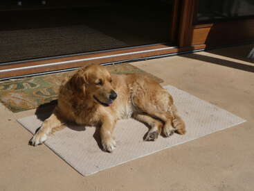 A golden retriever is lying comfortably on a white mat outside a wooden door, basking in the warm sunlight and appearing very relaxed and content.