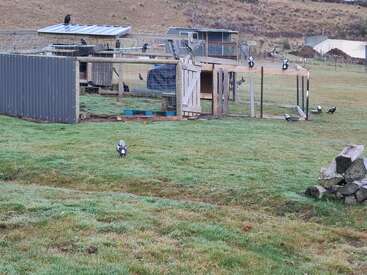 A grassy field with several magpies surrounds a fenced chicken coop and shed. Wooden logs are stacked nearby; hilly terrain is visible in the background.