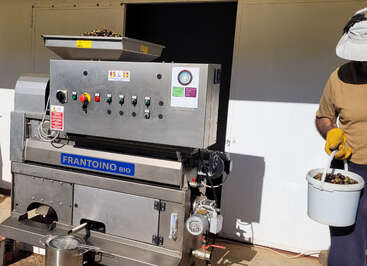 A person wearing gloves and a hat is holding a bucket of olives next to a modern stainless steel olive oil press labeled "FRANTOINO BIO," processing olives.