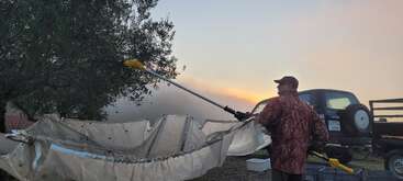 A person in a camouflage jacket uses a mechanical harvester to collect olives from a tree. Nets catch the falling olives. A Jeep is parked nearby.