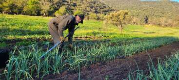 A person is working in a lush green field, bending over and tending to crops with a hoe, surrounded by nature, trees, and rolling hills.