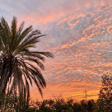 The image depicts a serene sunset scene, featuring a palm tree on the left and trees in the foreground, set against a vibrant orange and pink sky with scattered clouds.