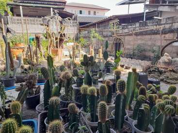 The image depicts a backyard garden filled with numerous potted cacti and succulents, surrounded by a concrete wall and a house in the background.
