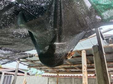 The image depicts a large, dark green shade cloth suspended from a wooden structure, likely a roof or awning, in a rural setting.