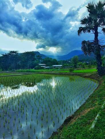 The image depicts a serene landscape featuring a rice paddy, palm tree, and distant mountains, with a cloudy sky above.
