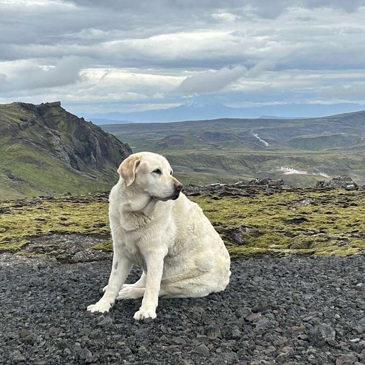 A light-colored dog sits on rocky ground, surrounded by green moss and mountains. The sky is overcast, creating a peaceful and serene outdoor scene.