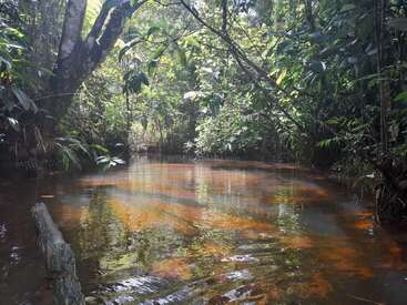 L'image représente un ruisseau de forêt serein, avec un tronc d'arbre sur la gauche, de la verdure luxuriante et une surface d'eau tranquille reflétant le feuillage environnant.