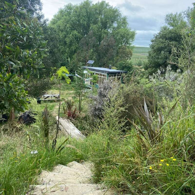 A lush, overgrown garden surrounds a modern house with solar panels. Stone steps lead down, wild plants and trees create a serene, secluded countryside atmosphere.