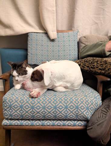 A white and brown puppy cuddles peacefully with a black and white cat on a blue patterned armchair, while a person sits nearby, relaxing.
