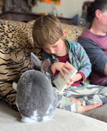 A young child sits on a couch reading a book, with a grey and white rabbit sitting nearby. An adult is seated in the background, relaxed.