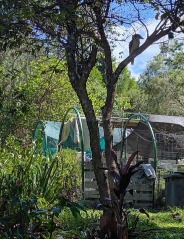 A bird perches on a tree branch in a lush garden, with greenhouses, plants, and garden equipment in the background under a sunny sky.