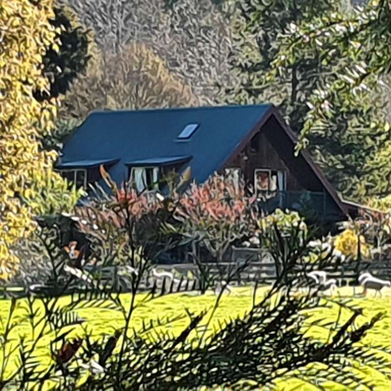 A cozy house sits nestled among trees and colorful bushes. In the foreground, a sunny green field is dotted with sheep, creating a peaceful rural scene.