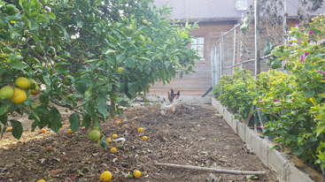 The image depicts a serene scene of a chicken coop with a group of chickens, surrounded by a fence, with a tree and a body of water visible in the background.