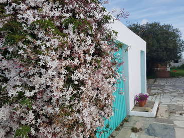 The image depicts a white building with a teal door, adorned with a vibrant flowering vine, situated on a stone pathway in a serene outdoor setting.