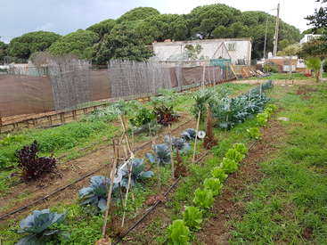 The image depicts a vibrant vegetable garden, featuring a diverse array of plants, including leafy greens, with a small building and trees visible in the background.