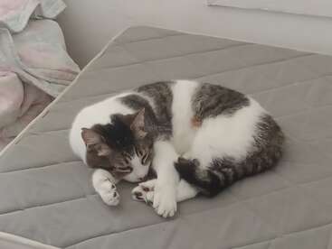 Eine niedliche Katze mit weißem und gestromtem Fell liegt gemütlich zusammengerollt auf einer grauen Matratze und wirkt entspannt und friedlich in einer gemütlichen Innenumgebung.