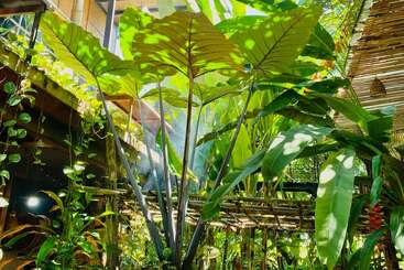 Cette image montre des plantes tropicales d'un vert éclatant avec de grandes feuilles dans un jardin extérieur, la lumière du soleil passant à travers, projetant de belles ombres, à côté de structures en bois et en bambou.