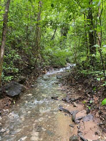 Un claro arroyo fluye suavemente a través de un frondoso y verde bosque con densa vegetación, rocas y árboles, creando una tranquila y refrescante escena natural llena de serenidad.