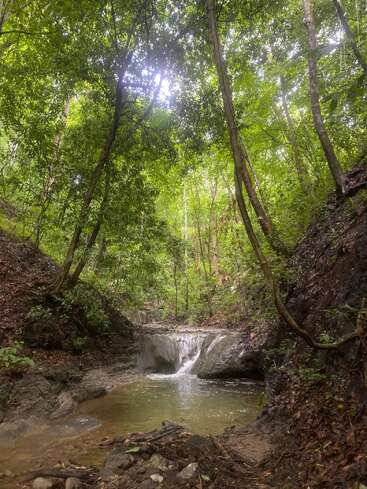 Un frondoso y verde bosque rodea una pequeña y serena cascada que desemboca en un estanque transparente. La luz del sol se filtra suavemente a través del denso dosel, creando una atmósfera apacible.