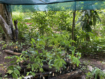 Cette image montre un espace extérieur ombragé avec de jeunes plantes dans des sacs de pépinière noirs, entouré d'une végétation verdoyante et d'arbres, probablement une petite pépinière.