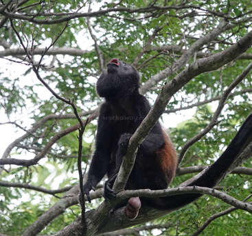 Un singe hurleur noir est assis sur une branche d'arbre, regardant vers le haut avec la bouche ouverte, entouré de feuilles vertes luxuriantes, appelant ou communiquant peut-être bruyamment.