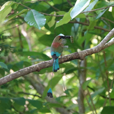 Un oiseau coloré à la queue bleue est assis sur une branche d'arbre, tenant une chenille dans son bec, entouré de feuilles et de feuillages verdoyants.
