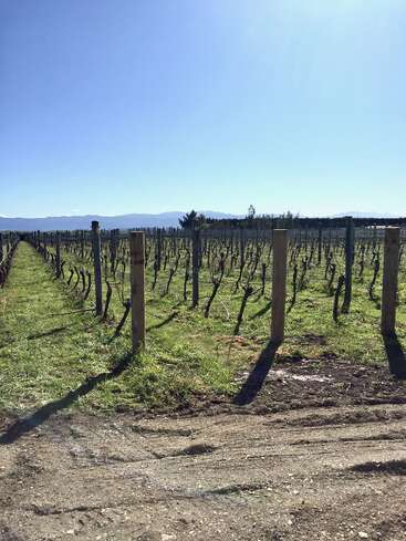 Unter einem strahlend blauen Himmel erstreckt sich ein Weinberg, dessen Reihen aus kahlen Rebstöcken und Holzpfählen lange Schatten auf das grüne Gras und einen Feldweg werfen.