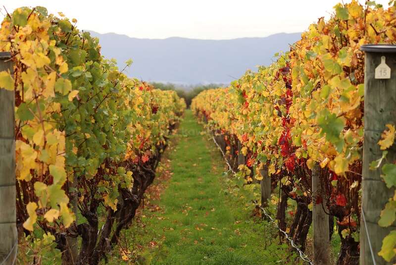 Unter einem bewölkten Himmel erstrecken sich Reihen von Weinreben mit leuchtend gelben und roten Herbstblättern bis in die Ferne, umgeben von grünem Gras und fernen Bergen.